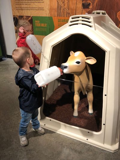 Hyrum Ditto feeds a pretend cow at a hands-on exhibit in 2019. This is about the level of cow that the Dittos are equipped to care for right now.  (Courtesy of Julia Ditto)