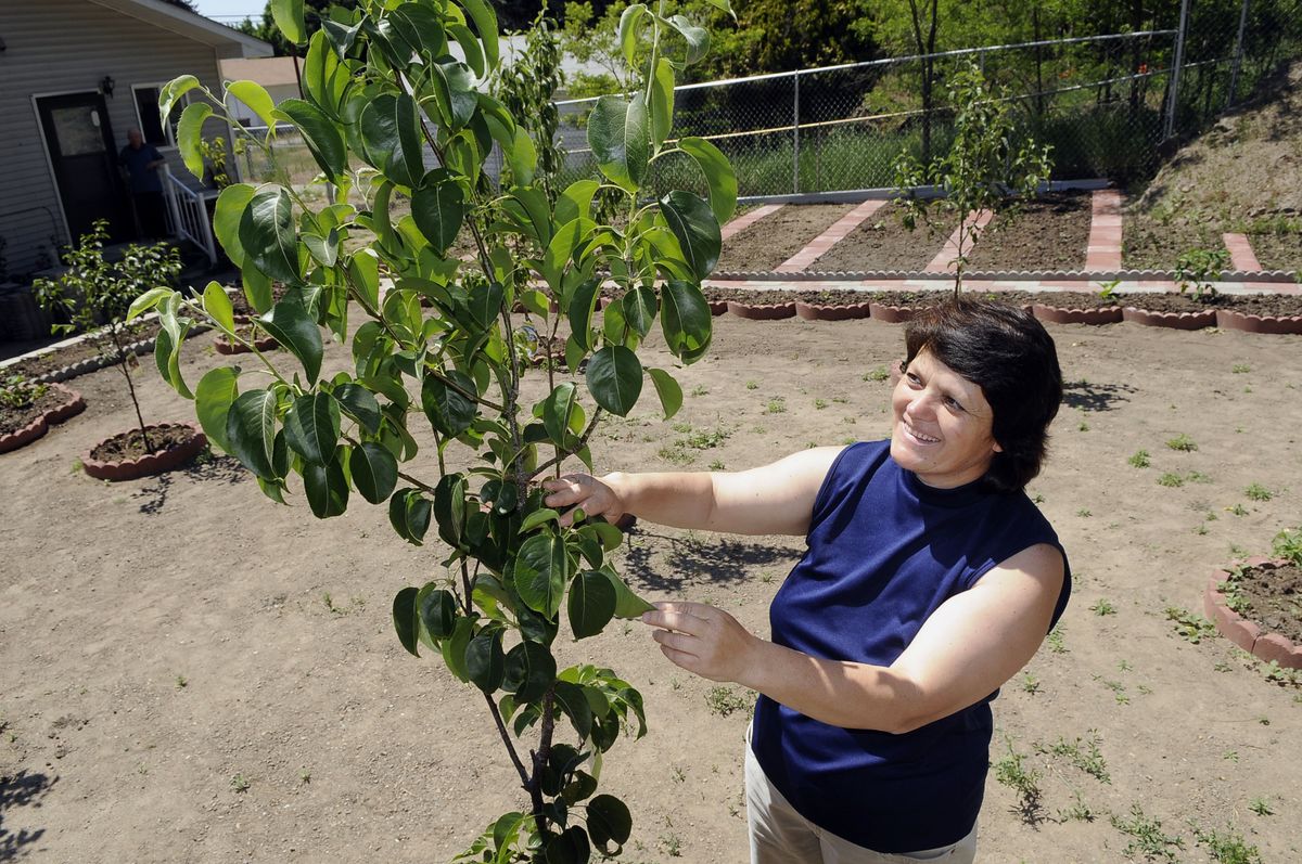 Tina Moga has planted fruit trees, like this Asian pear, in her backyard along with tomatoes, strawberries, potatoes, eggplant. (Dan Pelle / The Spokesman-Review)