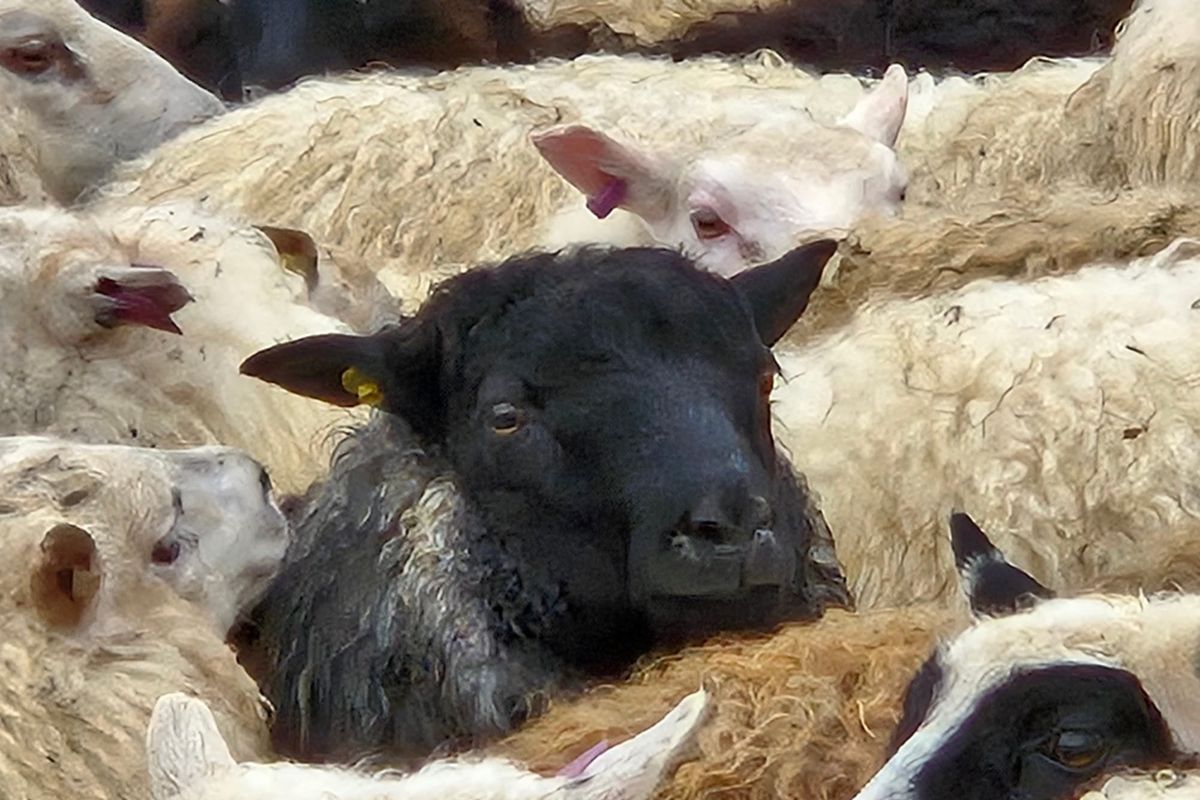 For this mother-daughter duo, Iceland was a knitter's haven - Sun, 09 Nov 2025 PST