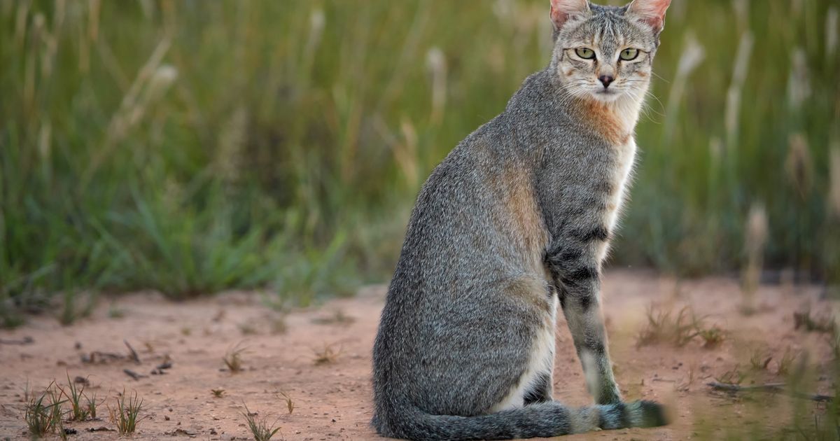 Ask Dr. Universe: Pet cats still have some of the insticts of their wild cousins