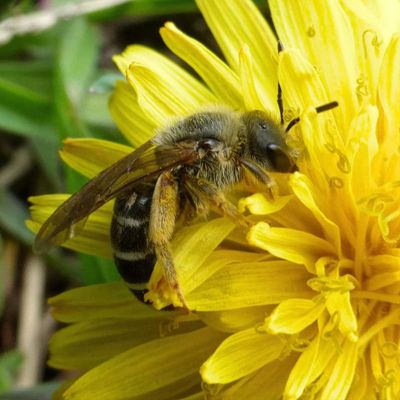 A sweat bee species known as the orange-legged furrow bee draws nectar from a flower along a trail at Spokane’s Dishman Hills Conservancy.  (Carl Barrentine)