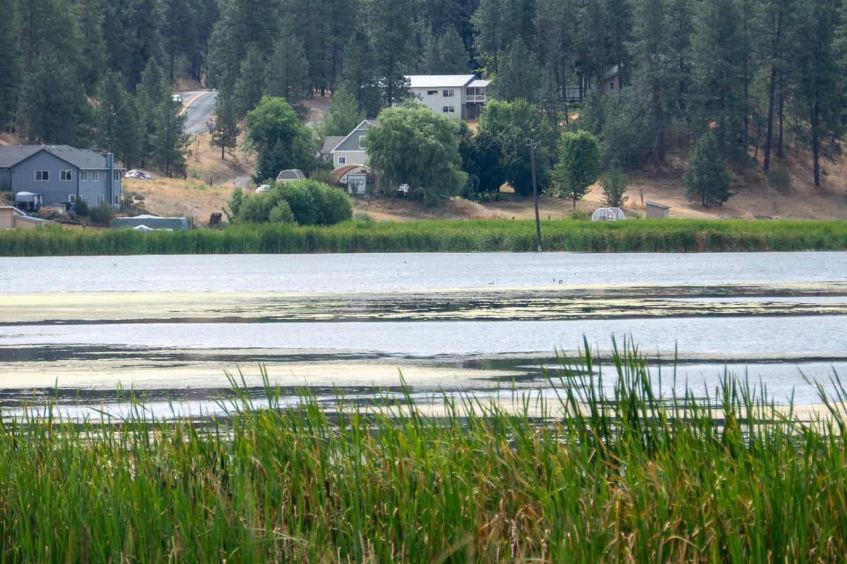 Once drained by an enterprising farmer who dug a drainage outlet many decades ago to make the land farmable, Marshall Lake has filled up again and is offering surrounding homeowners waterfront property and a haven for wildlife, shown Tuesday, July 30, 2024. Marshall is a small unincorporated town south of Spokane and east of Cheney.  (Jesse Tinsley/THE SPOKESMAN-REVIEW)