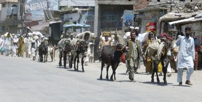 Residents of Mingora, capital of Pakistan’s troubled Swat Valley, flee their hometown Friday. Pakistan’s army lifted its curfew in the  area Friday, allowing thousands to leave before an expected battle between the army and Taliban militants.  (Associated Press / The Spokesman-Review)