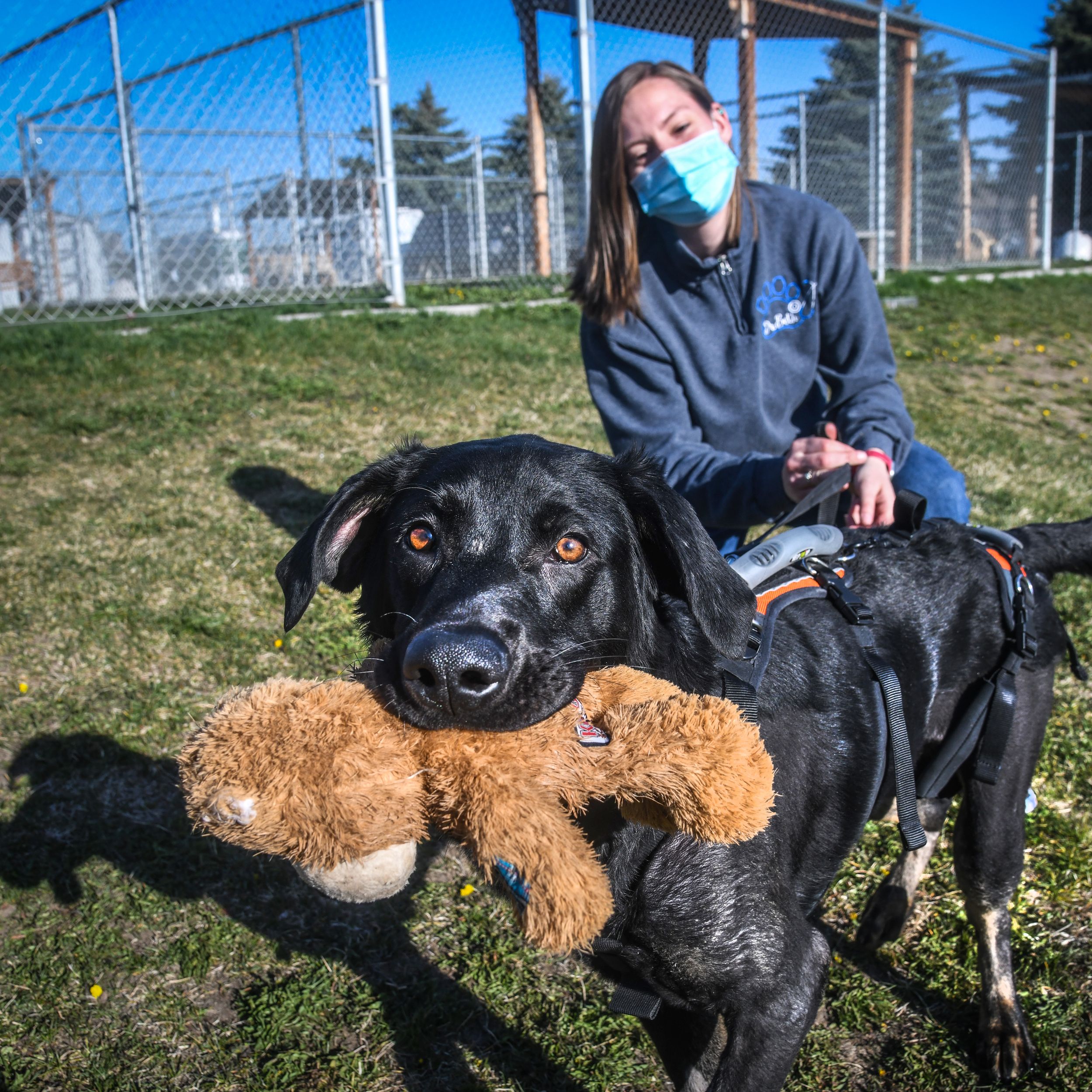 Seattle Mariners adopt team dog and save him from euthanasia