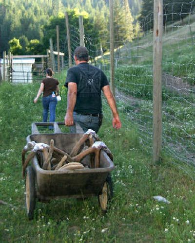 
Gary Queen hauls velvet-covered antlers to his freezer to be flash-frozen, then freeze-dried for four to five weeks. 
 (The Spokesman-Review)