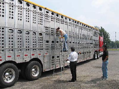 
A Port Animal Technician inspects a shipment of 35 Canadian cattle at the border in Lewiston, N.Y., on Monday. 
 (Associated Press / The Spokesman-Review)