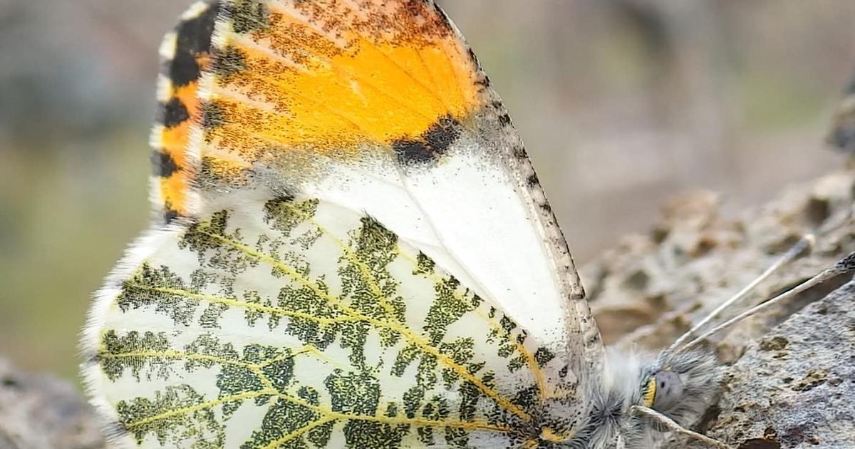 Cool Critters: Meet the Julia orangetip, our region's ‘new fvorite spring girl'