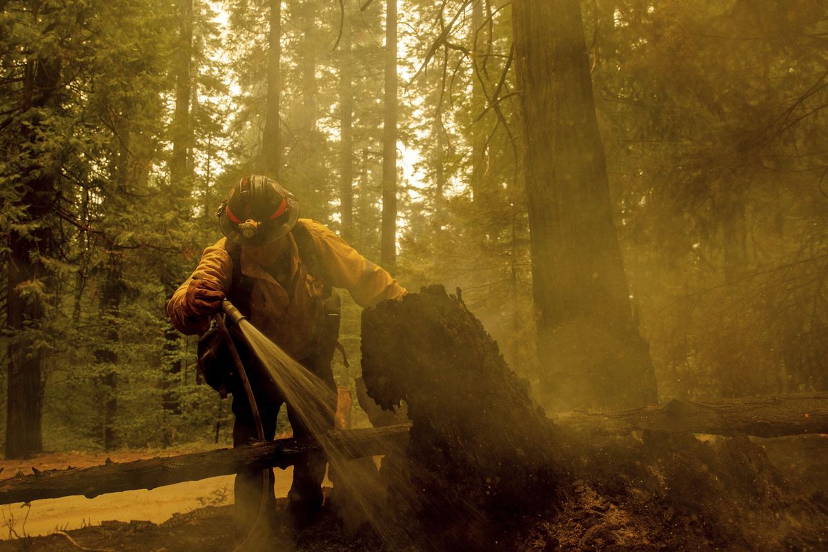 Central Calaveras firefighter Ryan Carpenter extinguishes flames from the Caldor Fire on Hazel Valley Road east of Riverton, Calif., on Thursday, Aug. 19, 2021.  (Ethan Swope)