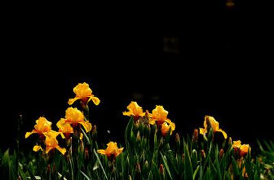 Irises show off beautiful blooms earlier in the year. To keep the blooms robust you must divide the plants.
(File/ / The Spokesman-Review)