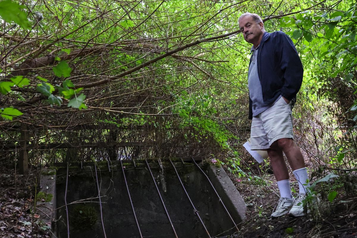 Paul Simmerly, community activist, and a near impassable culvert on Sunset Creek Friday morning in Bellevue, Washington on Aug. 26, 2023.    (Kevin Clark/The Seattle Times/TNS)