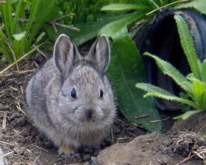 
A juvenile Columbia Basin pygmy rabbit was born in captivity at Washington State University in Pullman. Biologists are trying to reintroduce the species into the wild.Associated Press
 (File Associated Press / The Spokesman-Review)