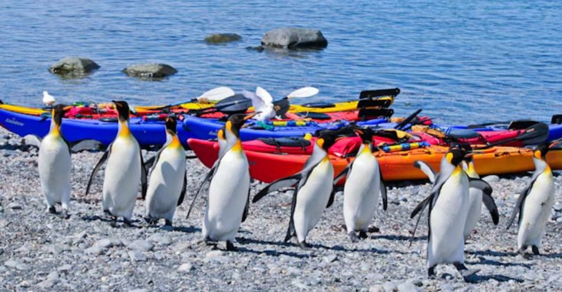 Penguins charge past beached kayaks as Bill and Debbie Pierce of Spokane Valley explored Antarctica.