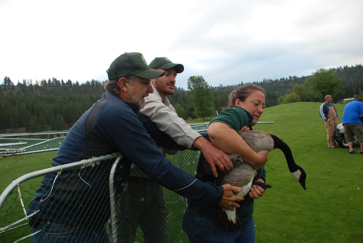 Washington Fish and Wildlife Department biologists Howard Ferguson, left, and Mike Atamian, center, hand off an adult Canada goose to Mikal Moore, the agency’s East Side waterfowl specialist. Moore was orchestrating goose banding at Qualchan Golf Course Wednesday for a research project.richl@spokesman.com (Rich Landers / The Spokesman-Review)
