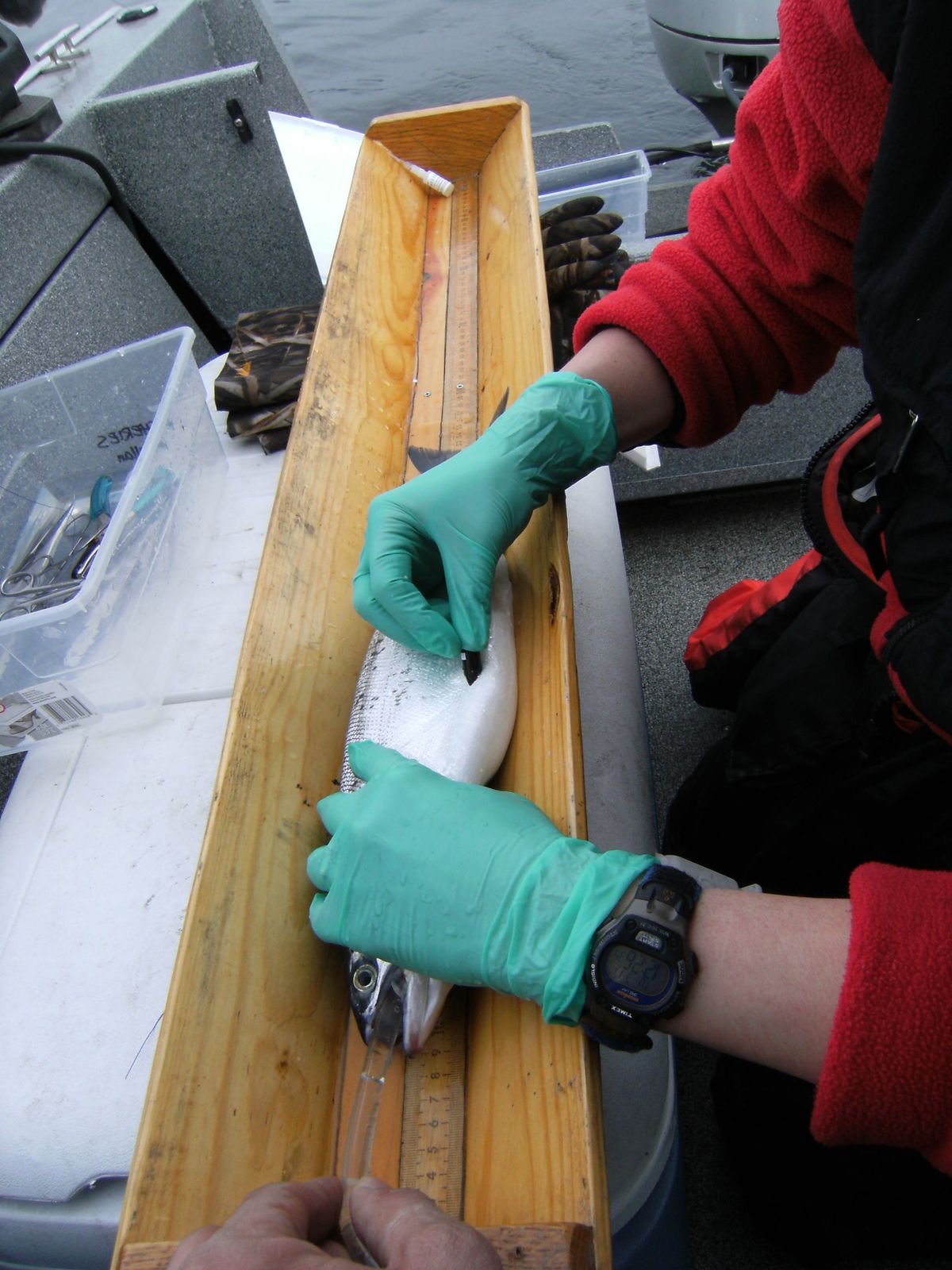 EWU fisheries researcher Holly McLellan implants a transmitter into the body cavity of a kokanee caught in Lake Roosevelt last week. Photos by Eastern Washington University (Eastern Washington University)