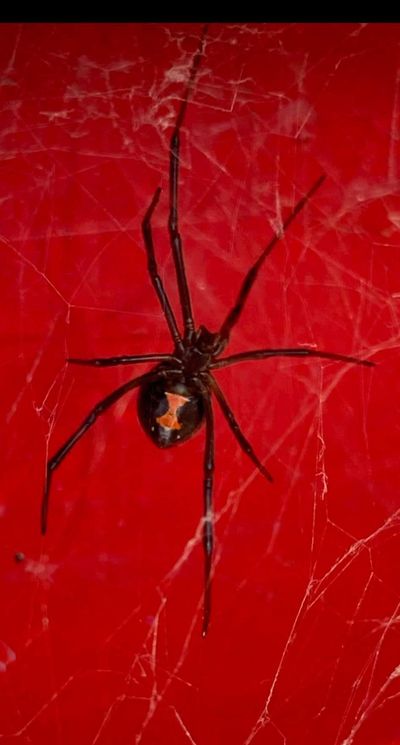 William Vanbuskirk recently spotted this female black widow in her cobweb outside a gas station in Ephrata.  (William Vanbuskirk/courtesy)