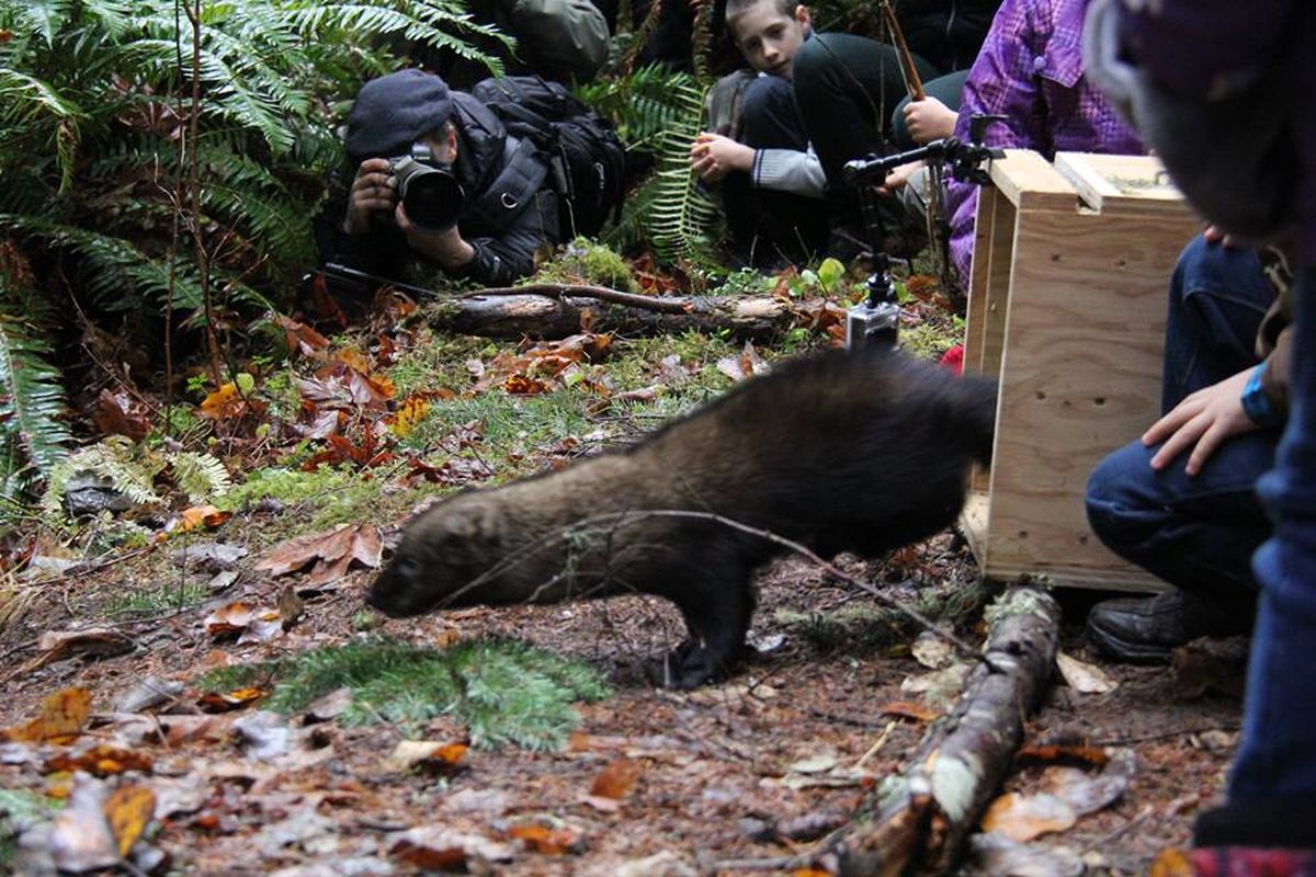 A fisher is released in the South Cascades by wildlife biologists on Dec. 3, 2015, in an effort to reintroduce the species, a member of the weasel family. (Jason Wettstein / via Washington Department of Fish and Wildlife)