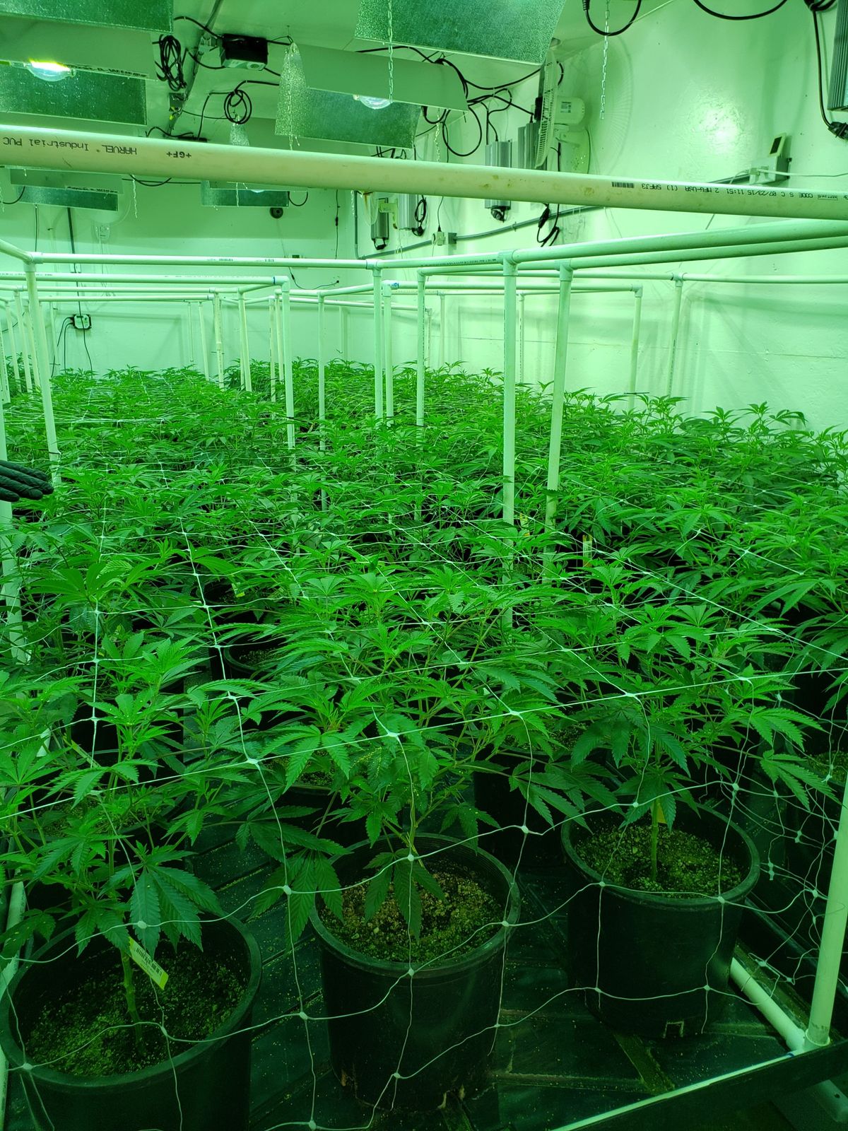 Growing Like a Weed (GLW) is a Tier 2 indoor producer/processor located in Mead. (Joe Butler / EVERCANNABIS)