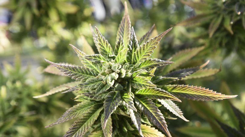 A marijuana plant is seen on Hippie Hill in San Francisco, Friday, April 20, 2018. Though it is surrounded by states that have, to one extent or another, embraced limited marijuana use, multiple efforts to legalize the substance in Idaho have failed, foundered and gone down in flames. (Josh Edelson / AP)