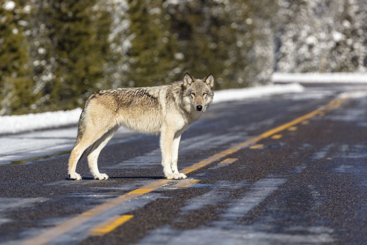 This Nov. 7, 2017, photo released by the National Park Service shows a wolf in the road near Artist Paintpots in Yellowstone National Park, Wyo. Wolves have repopulated the mountains and forests of the American West with remarkable speed since their reintroduction 25 years ago, expanding to more than 300 packs in six states.  (Jacob W. Frank)