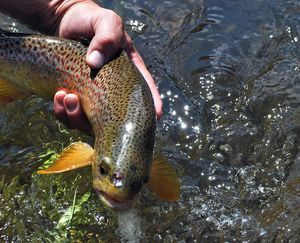 Sparse numbers of big brown trout lurk in the upper Clark Fork River. (The Spokesman-Review)