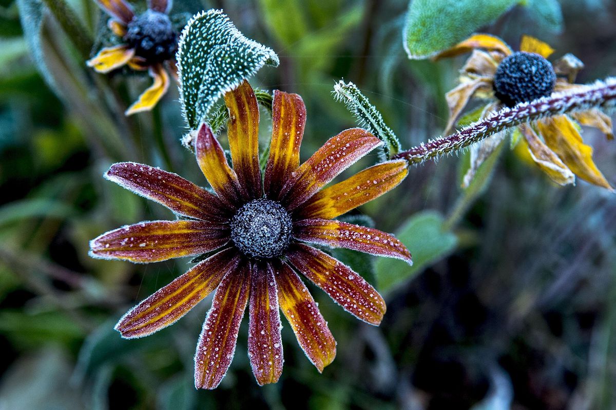 This Black-eyed Susan was covered in frost near a home at Hauser Lake, Idaho on Wednesday, Oct. 12, 2016. (Kathy Plonka / The Spokesman-Review)