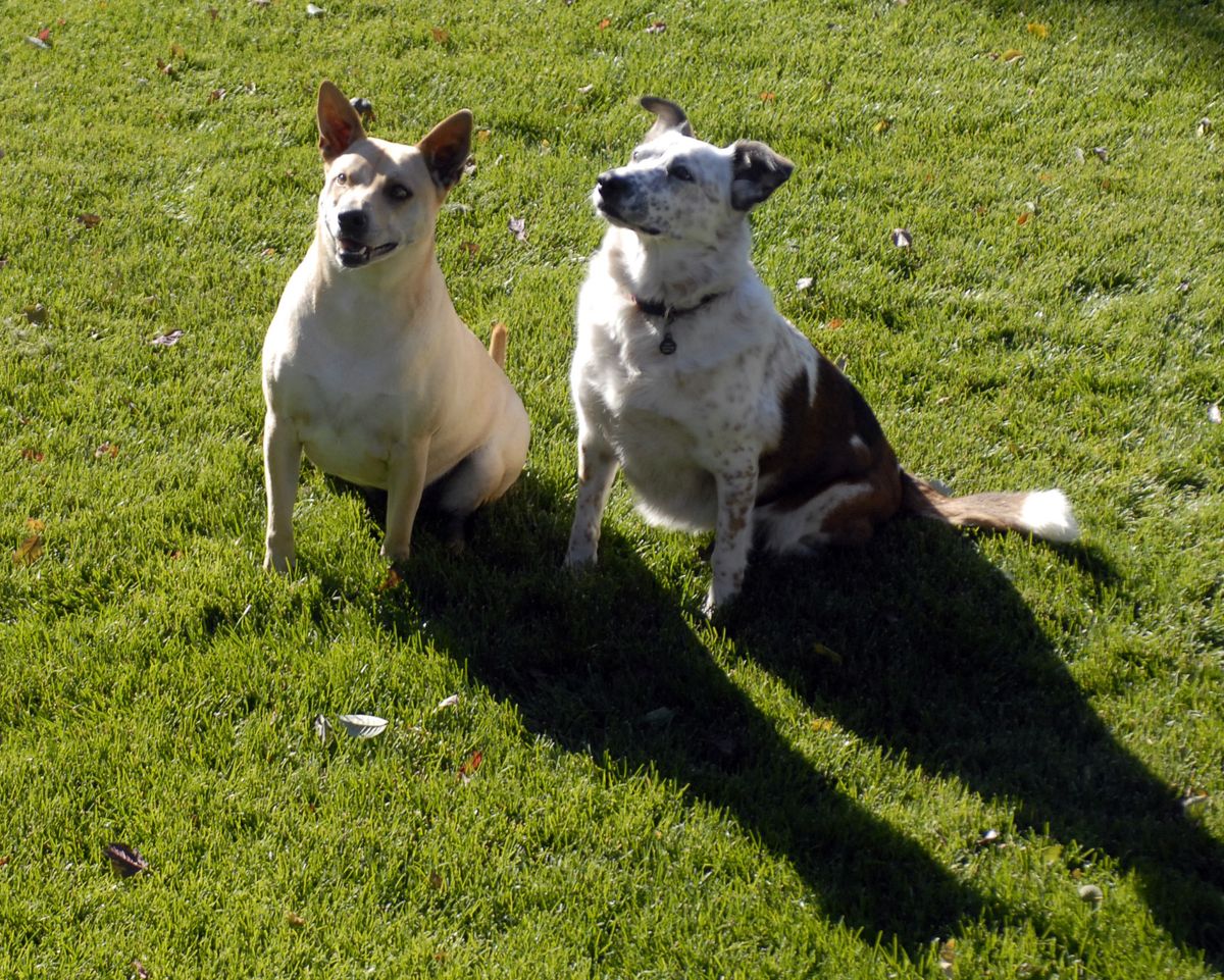Becky (dingo on the left) and Abby (red healer on right) are best friends and often spend time with each other in Otis Orchards (where Becky lives with her owners Kathy and Lonnie Morse) when Abby’s owners, Rob and Jann Chatters of Hayden Lake, go out of town. Abby dissapeared last month when she was staying at another house and showed up 15 days later at Becky’s in Otis Orchards. (J. BART RAYNIAK / The Spokesman-Review)