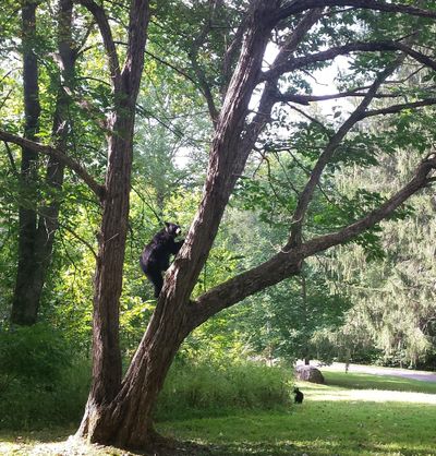 In this Sept. 17, 2015 photo released by the Great Smoky Mountains National Park, a female bear climbs a Chinese chestnut tree in Twin Creeks area Great Smoky Mountains National Park, Tenn. (AP)