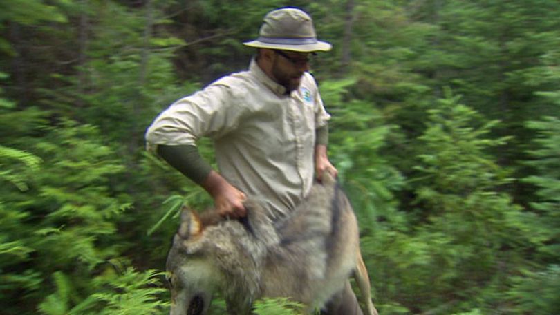 Paul Frame, Washington Department of Fish and Wildlife trapper, handles a 94-pound male gray wolf on July 16, 2012. The wolve had been trapped and trandquilized so a radio collar could be attached for monitoring its movements. The effort pegged the presense of the Wedge Pack, Washington's eighth confirmed wolf pack. (KING 5 News)