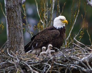 
A two-day-old bald eagle chick stretches on a nest about 150 feet above the ground near Lake Coeur d'Alene. (Craig Goodwin)