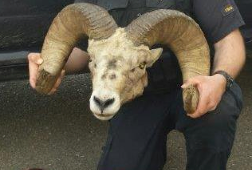 An investigator holds the head of one of two bighorn sheep that were killed on Sunday, April 3, 2016, next to Interstate 84 in the Columbia River Gorge. (Oregon State Police)