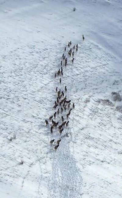 A herd of elk in the Blue Mountains is seen from the air.  (Courtesy of Washington Department of Fish and Wildlife)