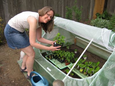 Last spring, Liberty Lake gardener Jane Bitz used her large coldframe to get warm-season crops like tomatoes and eggplant off to a good start. Special to  (SUSAN MULVIHILL Special to / The Spokesman-Review)