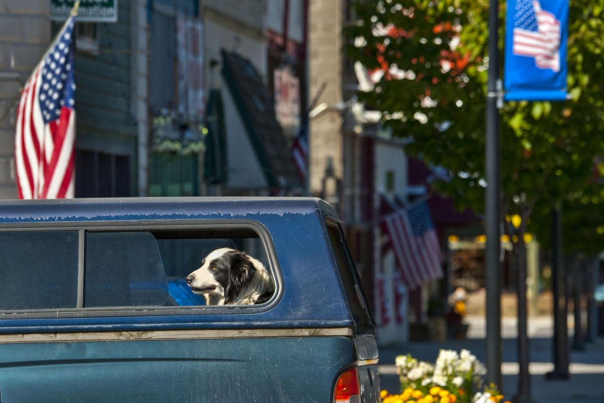 Buck the dog waits for his owner on Main Street in Spirit Lake, Idaho on Wednesday, Aug. 28, 2019. Spirit Lake has a building ban in the city limits due their sewer being at capacity. (Kathy Plonka / The Spokesman-Review)