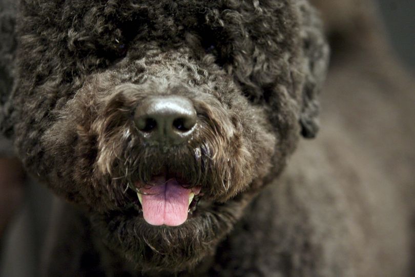 ORG XMIT: NYLS511 **FILE**   This Feb. 10, 2009 file photo shows Digit, a 3-year-old Portuguese water dog from Charlotte, N.C., waiting to compete during the 133rd annual Westminster Kennel Club dog show  at Madison Square Garden in New York.  First lady Michelle Obama has told People magazine the family is considering getting a Portuguese water dog, possibly in April.    (AP Photo/Mary Altaffer, FILE) (Mary Altaffer / The Spokesman-Review)