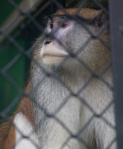 A Patas monkey looks out of his cage at Zoo Boise after his cage mate was severely injured and died in Boise on Saturday. (Associated Press)