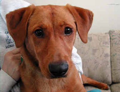 
This adorable dog is up for adoption at SCRAPS in the Spokane Valley. This week's cute little guy is Odie. He's a basset hound mix and about a year old. 
 (Nina Culver / The Spokesman-Review)