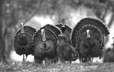 Tom turkeys became fair game this weekend in Washington’s youth hunt. The general spring gobbler season opens April 15.the Spokesman-Review (File the Spokesman-Review / The Spokesman-Review)