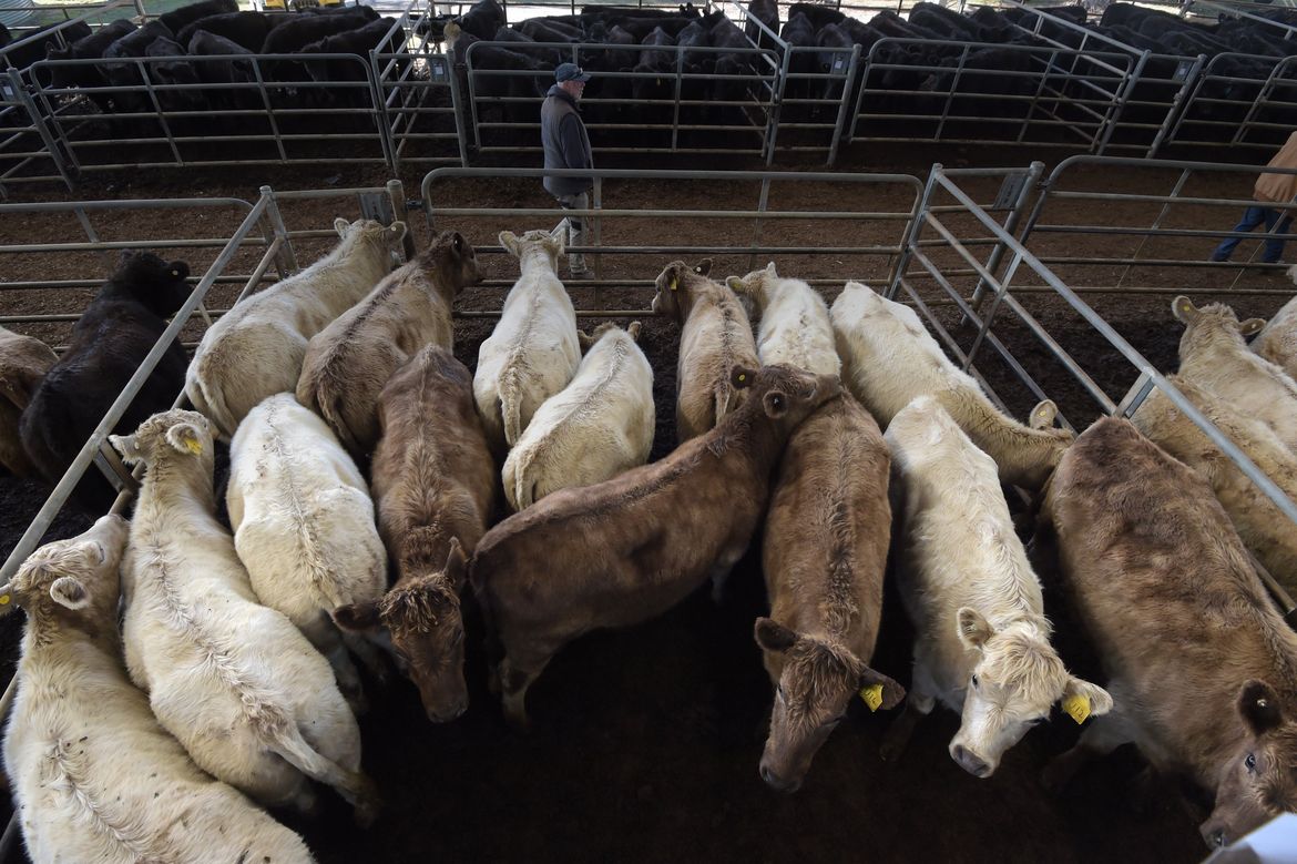 Big meat and dairy are ‘undermining’ climate action, report says