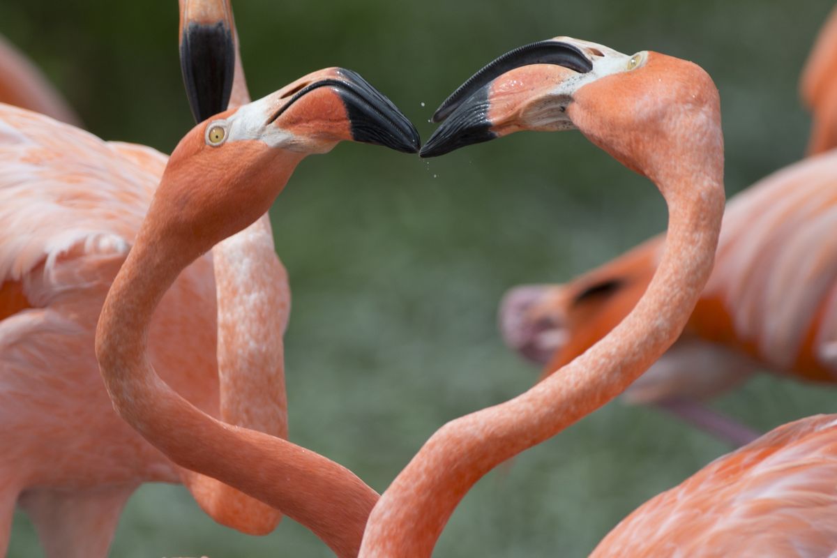 In this Friday, July 15, 2016 photo, two American flamingos tussle in their exhibit space at Zoo Miami, Friday, July 15, 2016, in Miami. After nearly a century on its lofty perch, the northern mockingbird