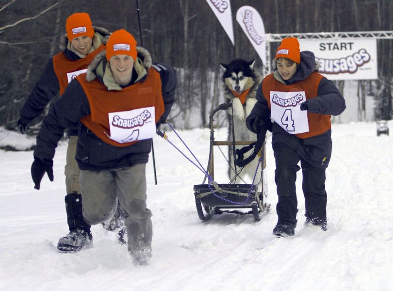 In a photo provided by Del Monte Foods, Malmute musher Buddy rides the sled as it is pulled by  dog sled racing veterans Danny Seavey, left,  and Dallas Seavey, center,  and teammate Mari Troshynski during practice Tuesday, March 2, 2010 in Anchorage, Alaska, before  the first-ever Snausages Man Sled Race.  The race benefited local pet-related charities. Buddy's team won the race. (Al Grillo / Del Monte Foods)