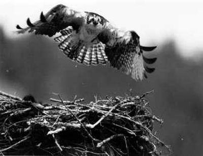 
Yellowstone osprey are leaving to find more fish. The SPOKESMAN REVIEW
 (File The SPOKESMAN REVIEW / The Spokesman-Review)