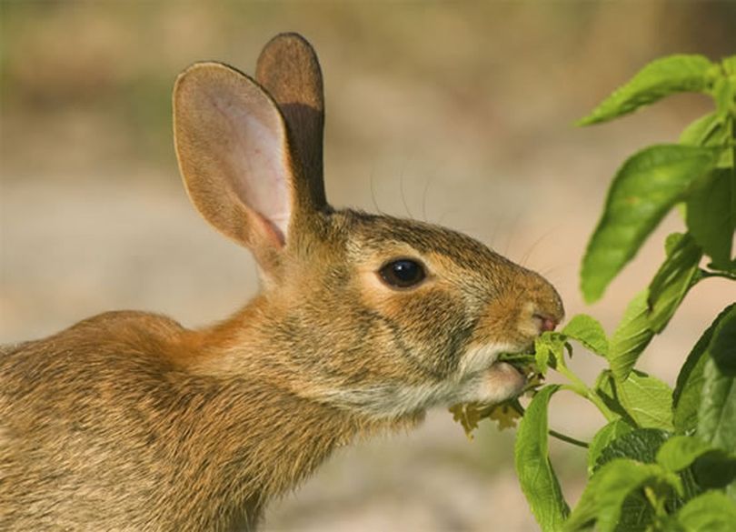 Rabbits wreaking havoc on your prized plants? Natural products use taste and smell aversions to keep critters away. (ARA)