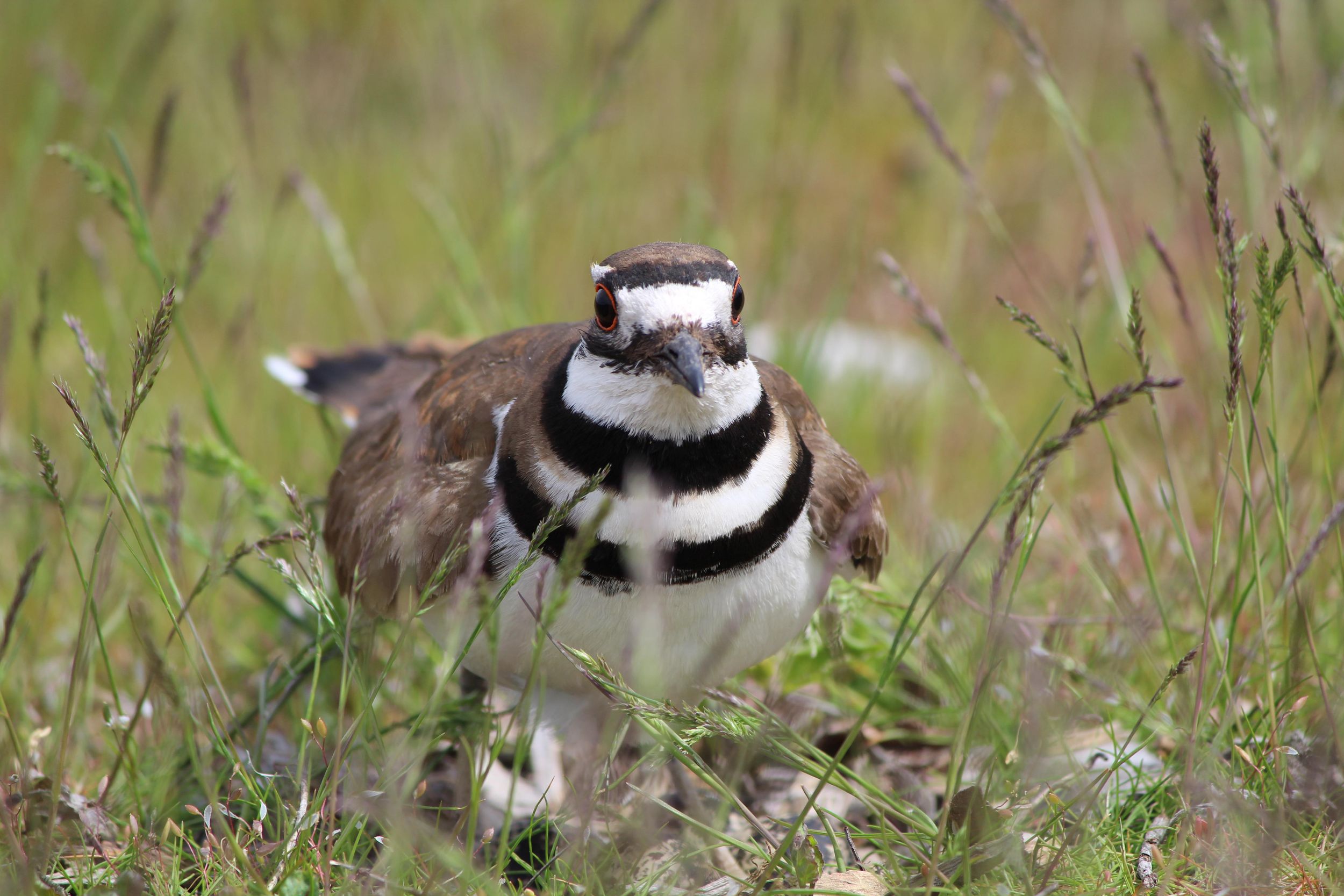 Reader photo killdeee, killdeee! The SpokesmanReview