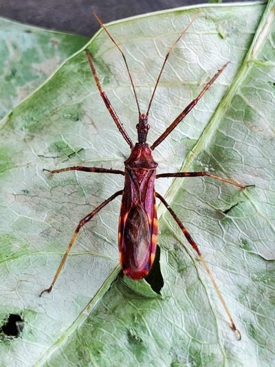This red four-spurred assassin bug was recently found in a homeowner’s garden in Shoreline, Wash., north of Seattle.  (Forest Lehrman/courtesy)