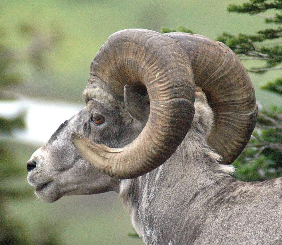Mountain sheep and goats are often seen near Logan Pass on Going-to-the-Sun Road. (Mike Brodwater / The Spokesman-Review)