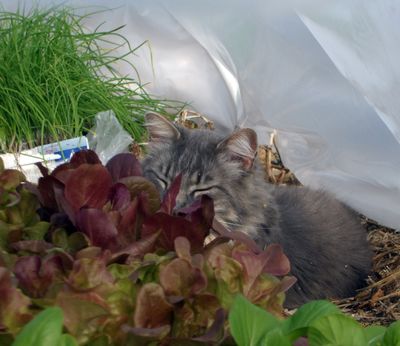 Gwyneth Cadwell, of Newman Lake, submitted this picture of Mr. Longtails enjoying a nap on a healthy bed of lettuce during the April showers. “The cat is in charge of quality control and we can see he takes his job seriously,” Cadwell says.