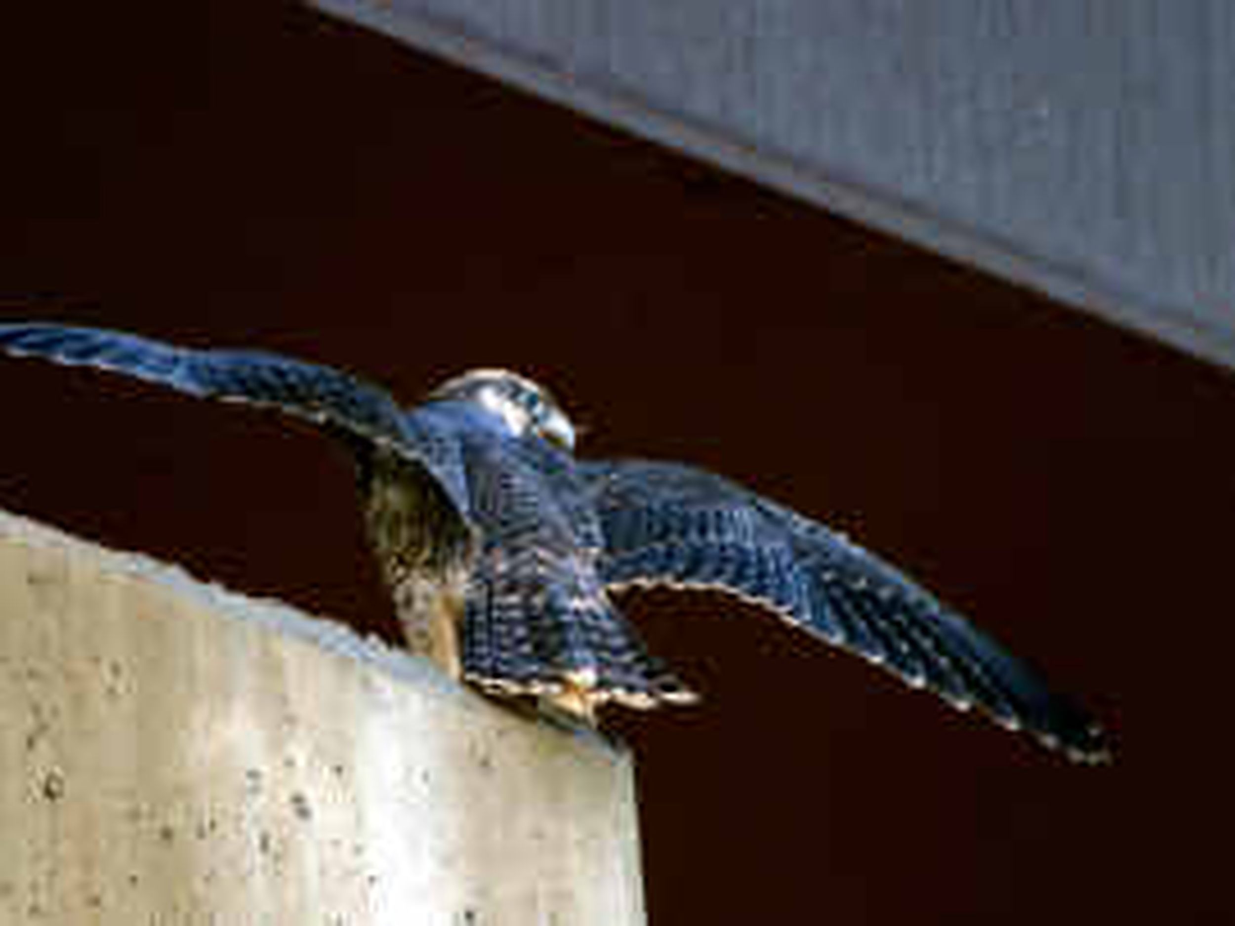 Peregrine falcon  Washington Department of Fish & Wildlife