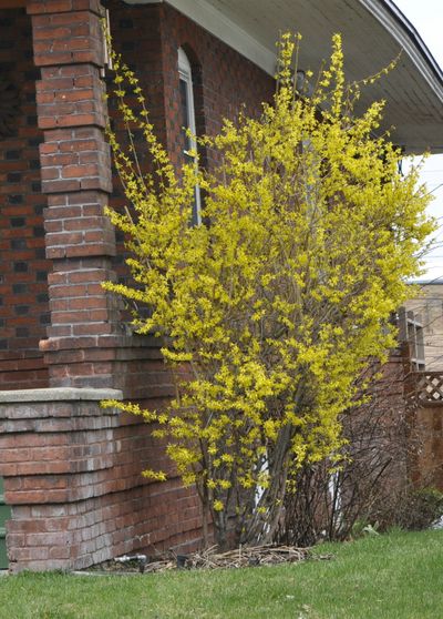 Forsythia is one of the earliest blooming shrubs and always looks better unpruned just like this large specimen on the North Side. (Mike Prager)
