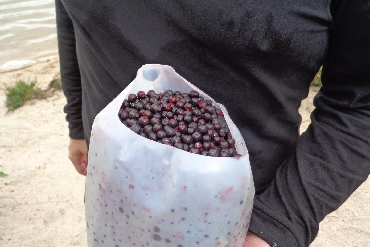 Stan Simonik’s wife washes out an empty plastic gallon juice or milk jug, cuts an opening opposite the handle, then leads the belt through the handle to strap it to her waist for huckleberry picking.  (Courtesy of Stan Simonik)
