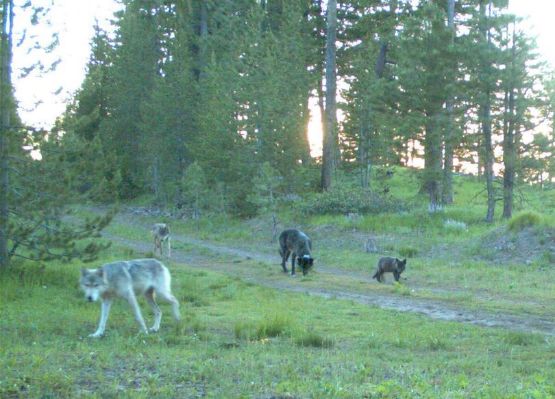 From left, the alpha female (white-gray in color), a sub-adult wolf, alpha male (black) and a 2011 pup (black) from the Imnaha pack. Image captured on trail camera in Wallowa-Whitman National Forest, in Wallowa County on July 9, 2011. (Oregon Department of Fish and Wildlife)